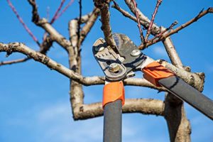 tree trimming services in maryland