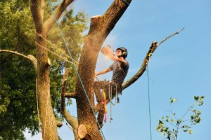 an arborist conducts tree removal in columbia,md