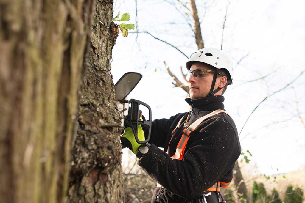 an Arborist in maryland uses a chainsaw to cut down a tree