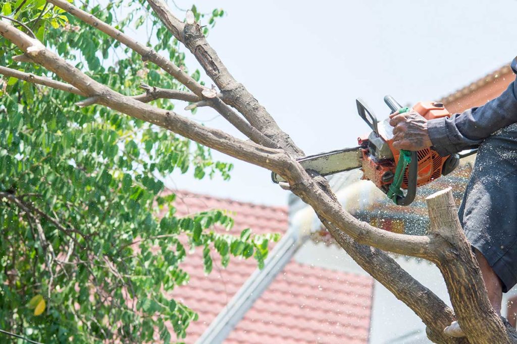 professionals showing why tree trimming is important