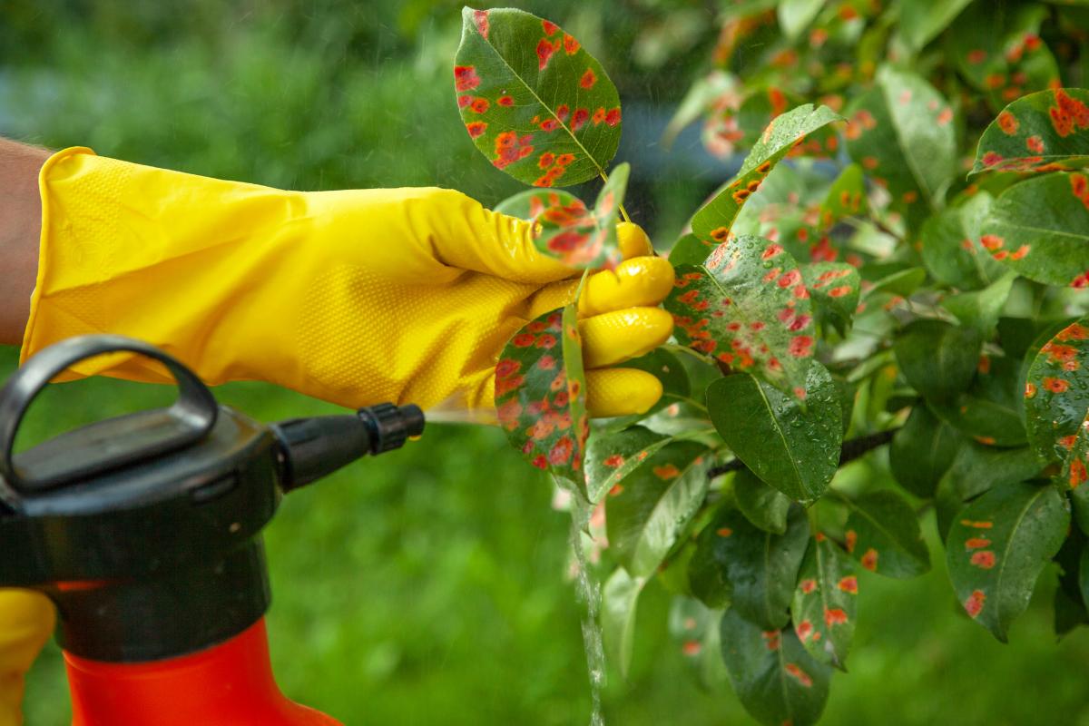 Most Common Tree Diseases and How To Fix Them | MD