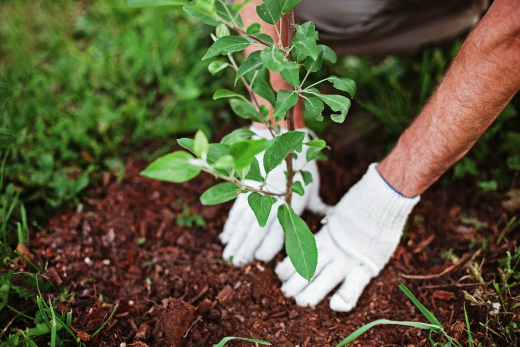 person in the process of tree planting