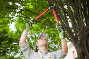 a man participating in tree trimming in spring