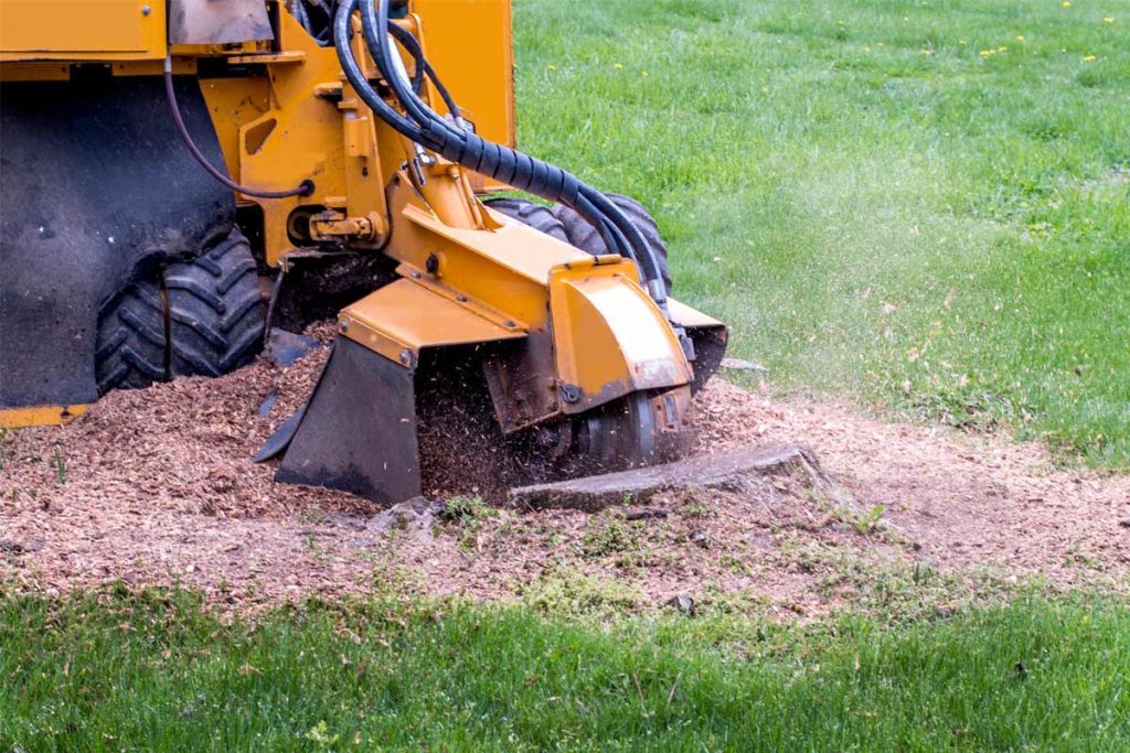 a machine works on a root during spring tree removal