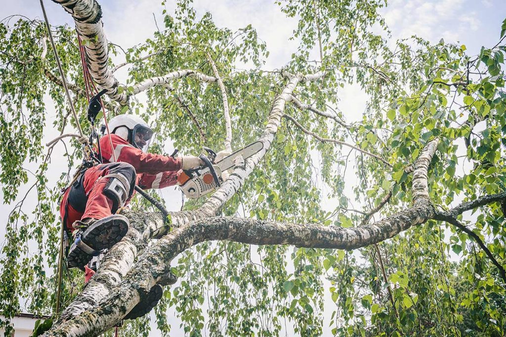 a professional cuts limbs in a tree with a chainsaw one of the tree removal expectations you should have