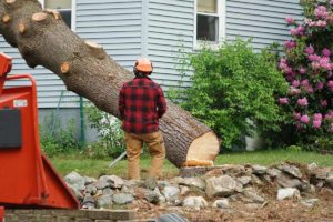 a person removes a tree beside a house one of the benefits of tree removal services