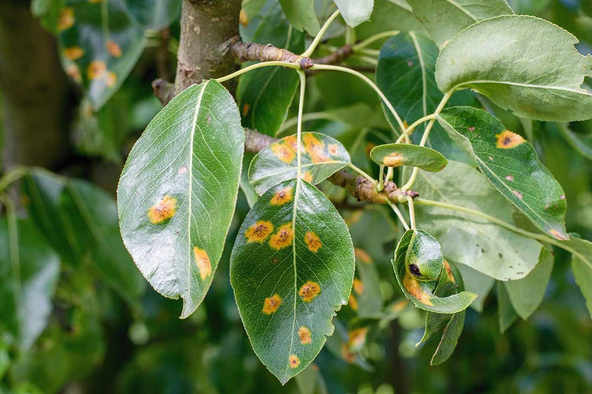 5 Common Tree Diseases | Tree Health Services MD