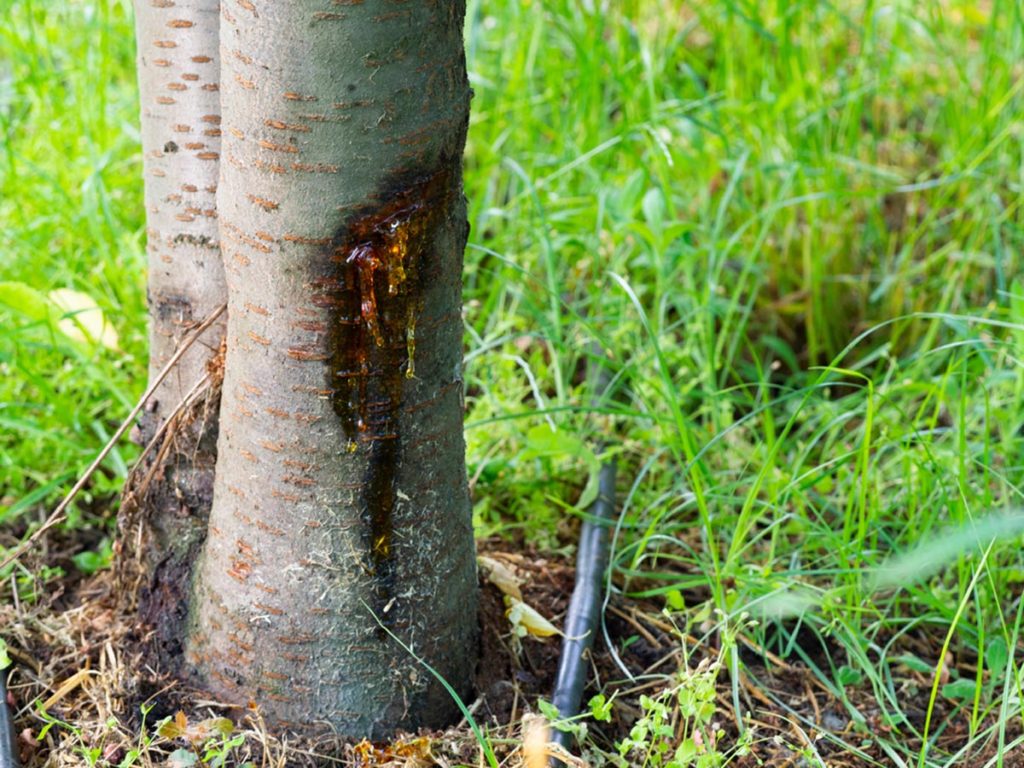 a trunk showing signs of common tree diseases