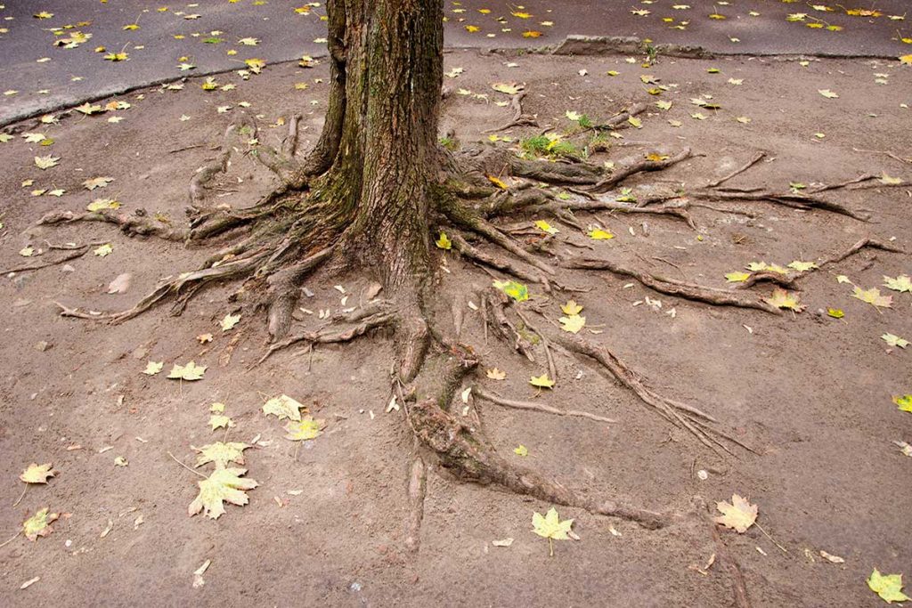 surface roots on a tree, one of the reasons to get tree roots removed