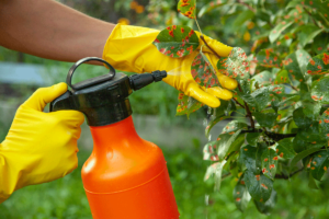 a person uses a sprayer to apply a tree disease treatment to a tree
