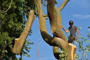 an arborist in a tree cuts limbs before Professional Tree Root Removal