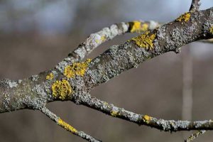 a tree branch with a growth in need of tree fungus treatment