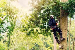 an arborist in maryland climbs a tree