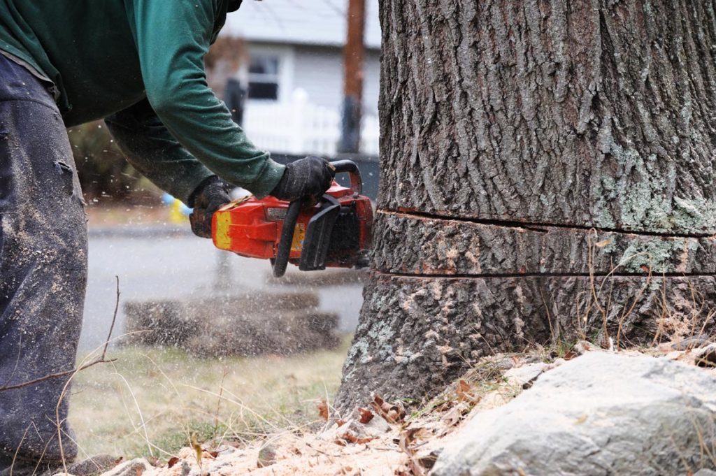 a homeowner has waited for the right time of year for a professional tree removal service