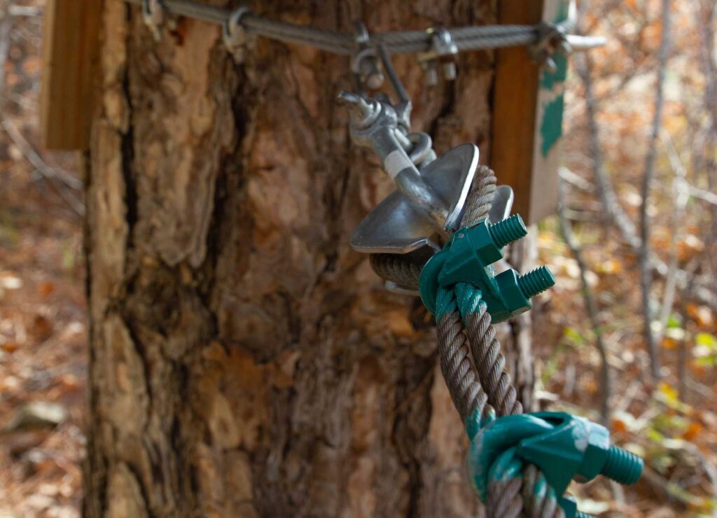 cables supporting a tree, one of the pros of tree cabling