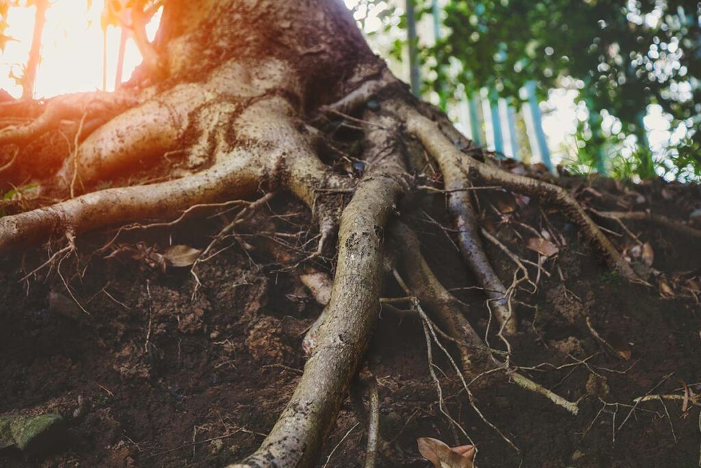 a tree with very prominent above ground roots that could benefit from root air spading
