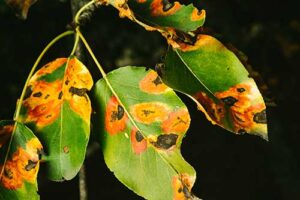 blotted leaves on a tree in need of Tree Fungus Treatment services