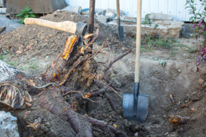 a shovel, axe, and some exposed roots in a hole during tree root removal service