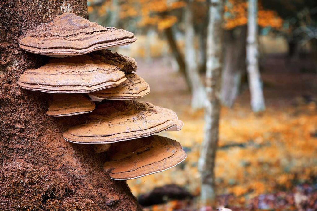 mushrooms on a tree, a sign of tree fungus