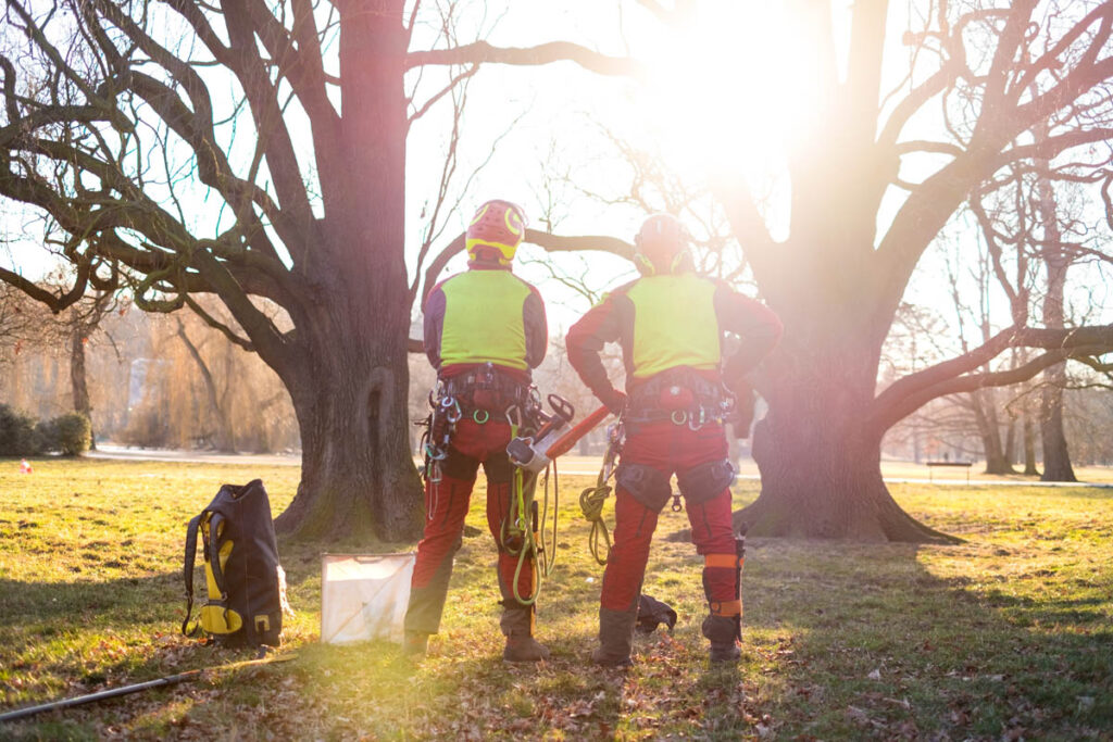 two arborists stand between two trees, but what is an arborist