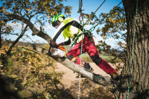 an arborist works in a tall tree, but what is an arborist