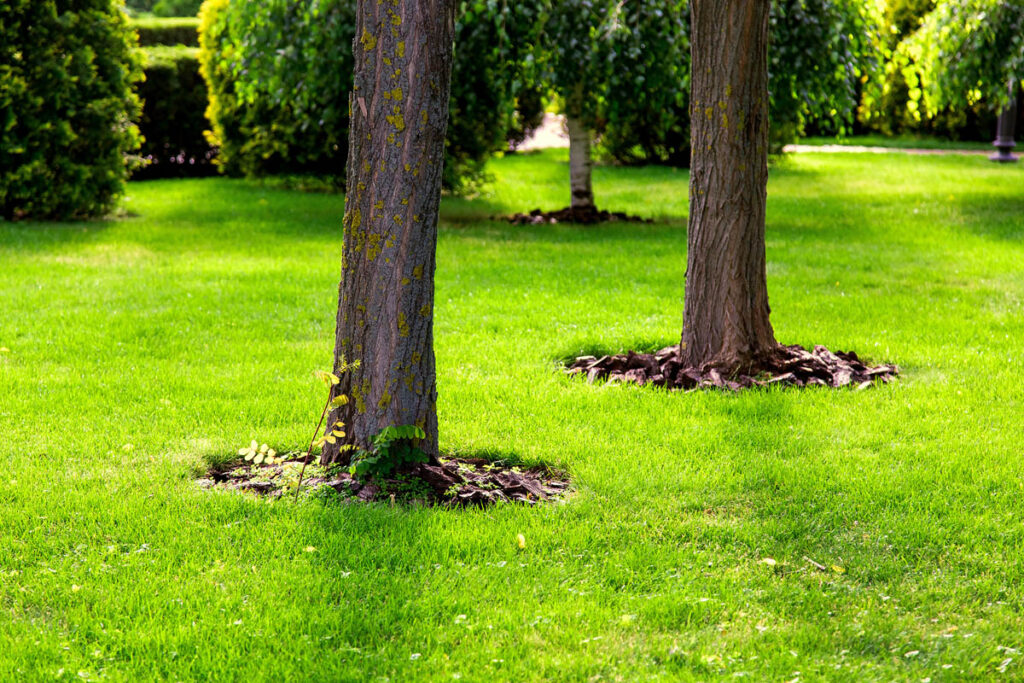 a pristine lawn with healthy trees after receiving root care services in baltimore md