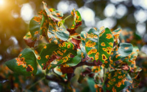 rust spots on a tree, one sing to spot when learning how to know if a tree is diseased