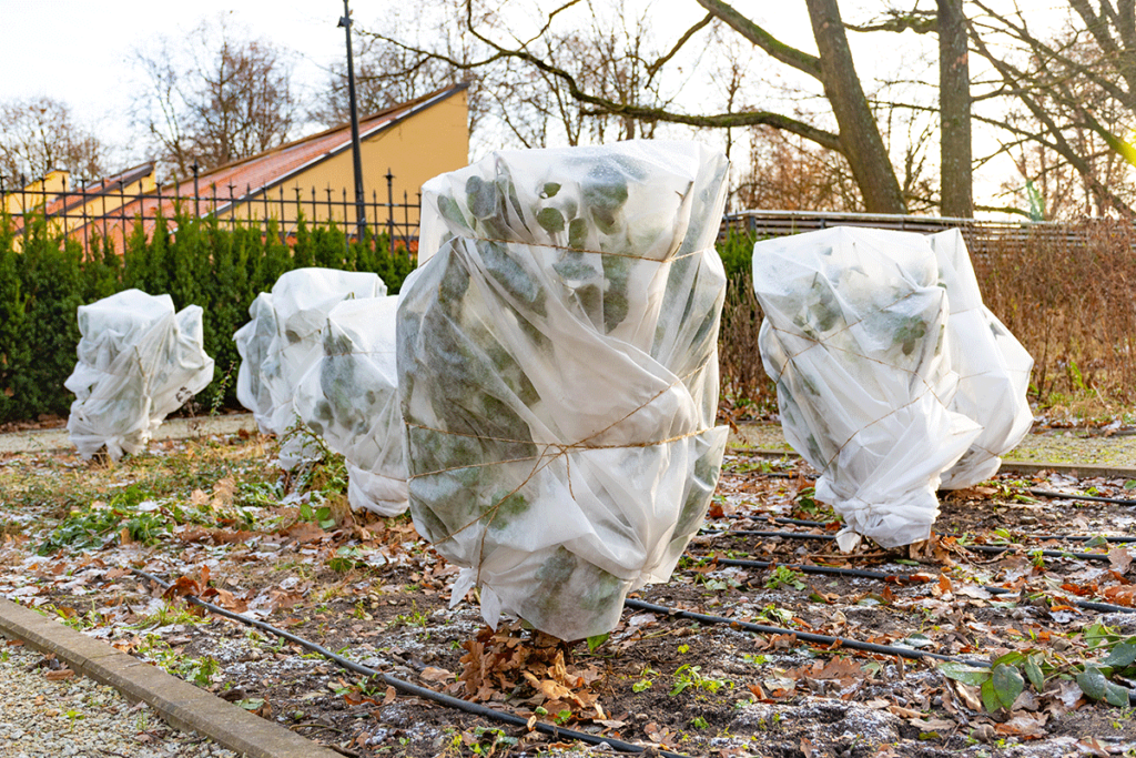 young trees wrapped in plastic, one step you can take when protecting your trees in the winter