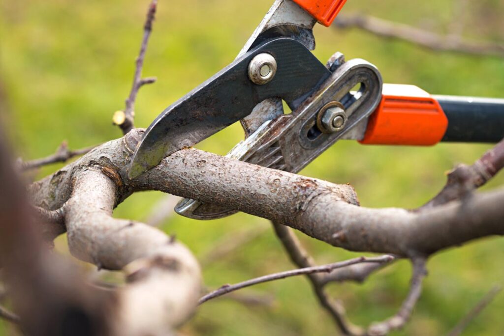 shears pruning a tree limb after someone researches can you prune trees in February?