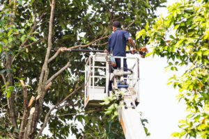 an arborist trims trees after a customer estimates their tree trimming cost