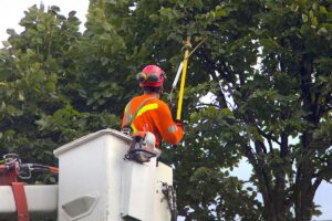 an arborist thins a tree for a customer to see the benefits of tree trimming