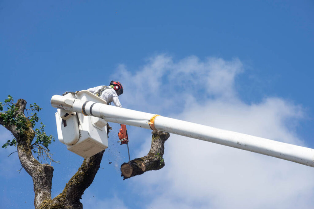an arborist in a bucket truck completing one of the types of tree removal