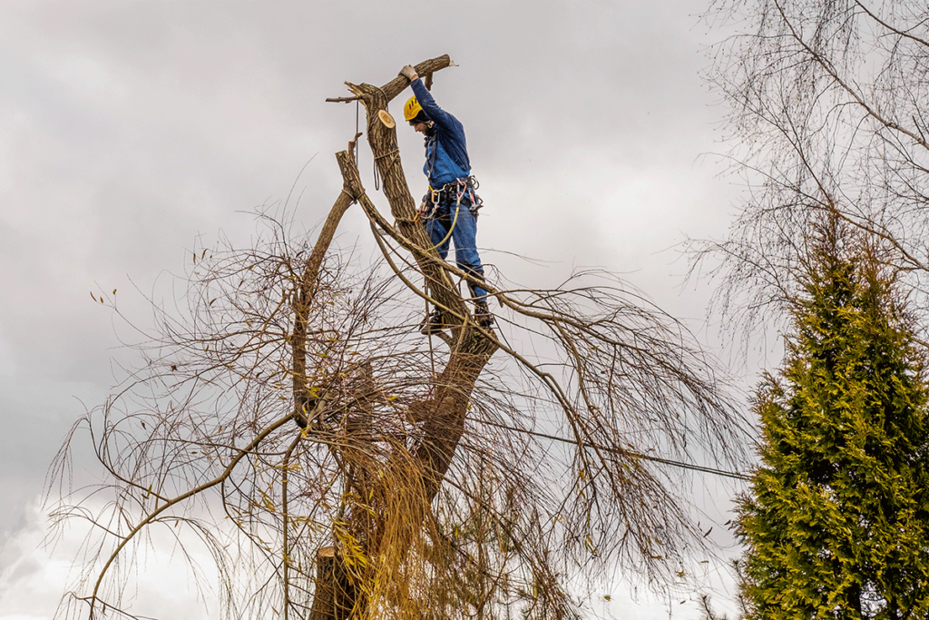 an arborist working on a tree with dead limbs, one of the signs your tree should be removed