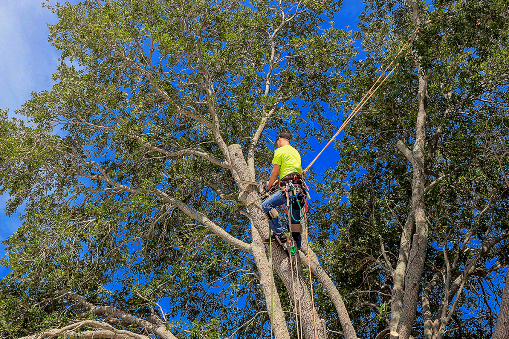 an arborist works on a tree, improving tree healthcare is one of the benefits of regular tree service