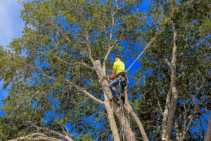 an arborist works on a tree, improving tree healthcare is one of the benefits of regular tree service