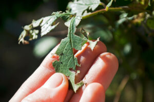 An expert examines a leaf to determine if tree disease treatment is necessary.