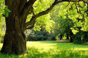 A large green tree thriving in the summer due to great tree care tips.