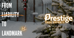 Turn your Trees From Liability to Landmar this Winter !