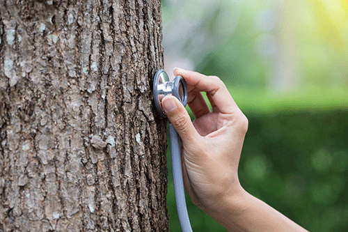 tree health evaluation