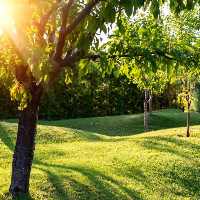 Maryland Tree Experts
