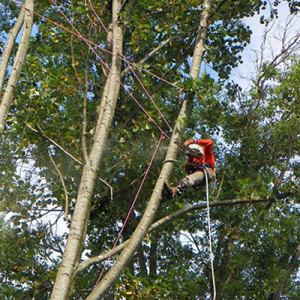 Tree Trimming