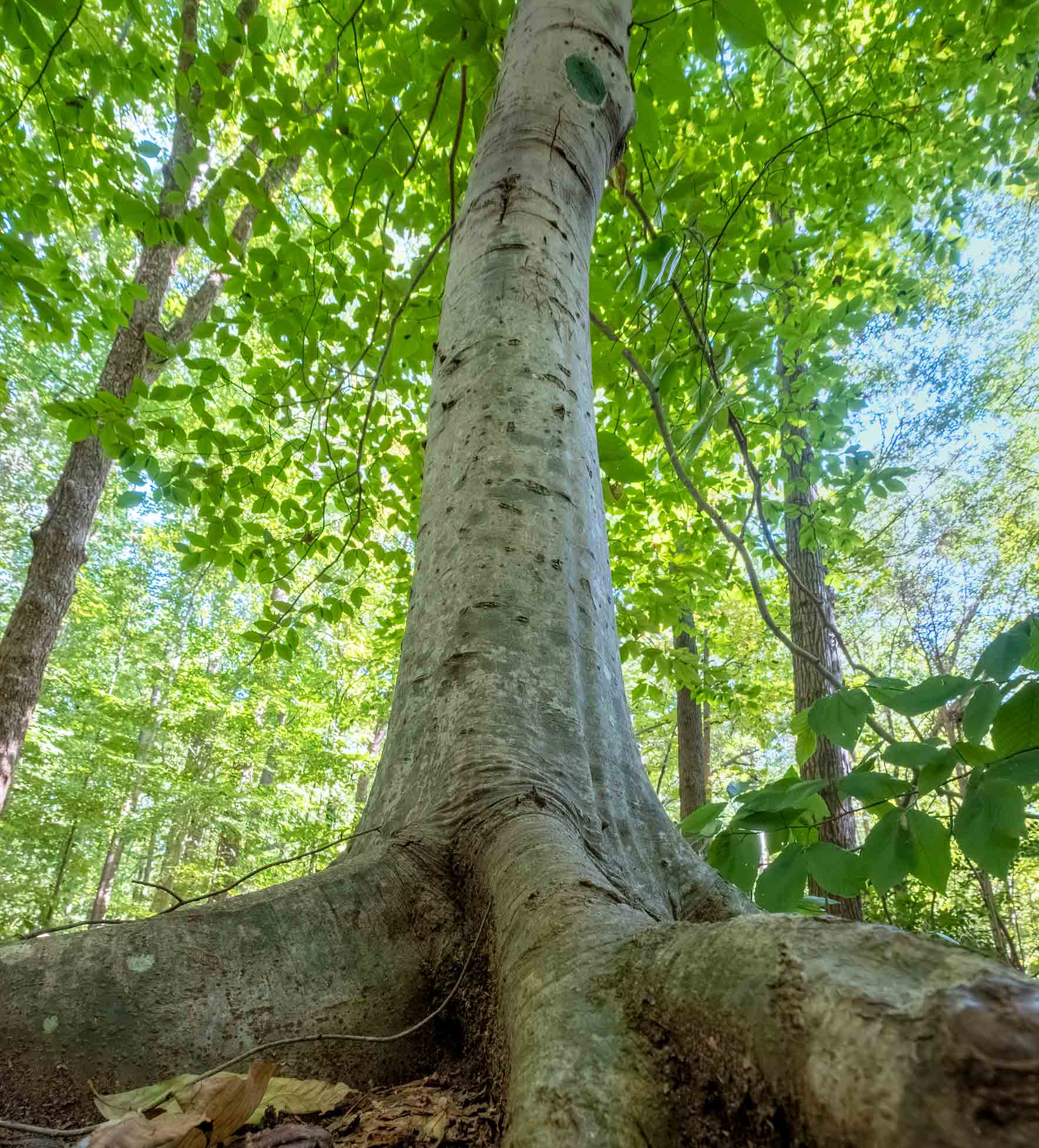 American Beech Tree