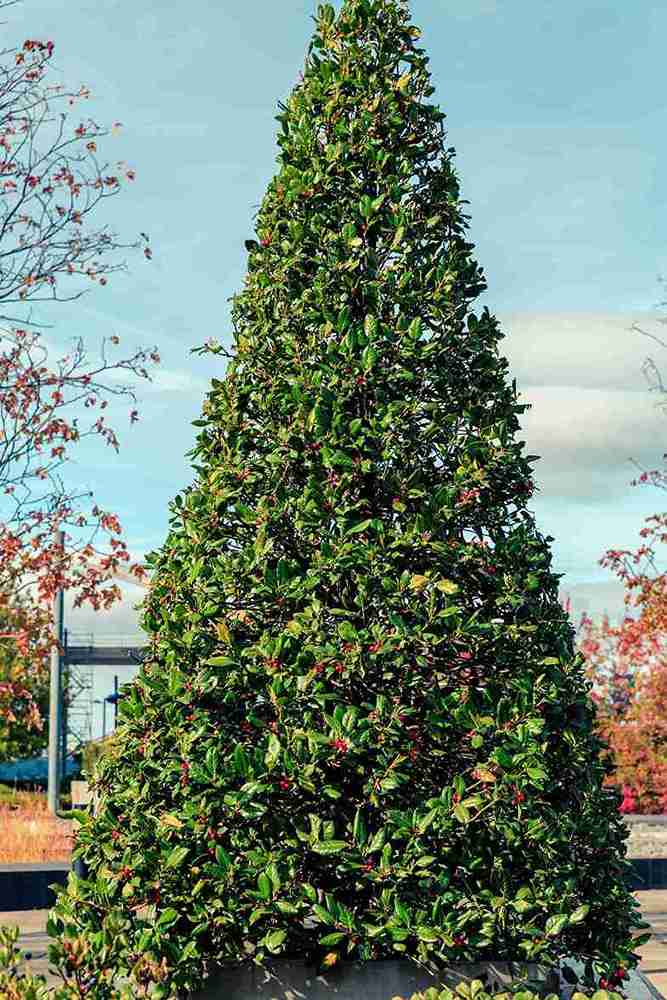 American Holly