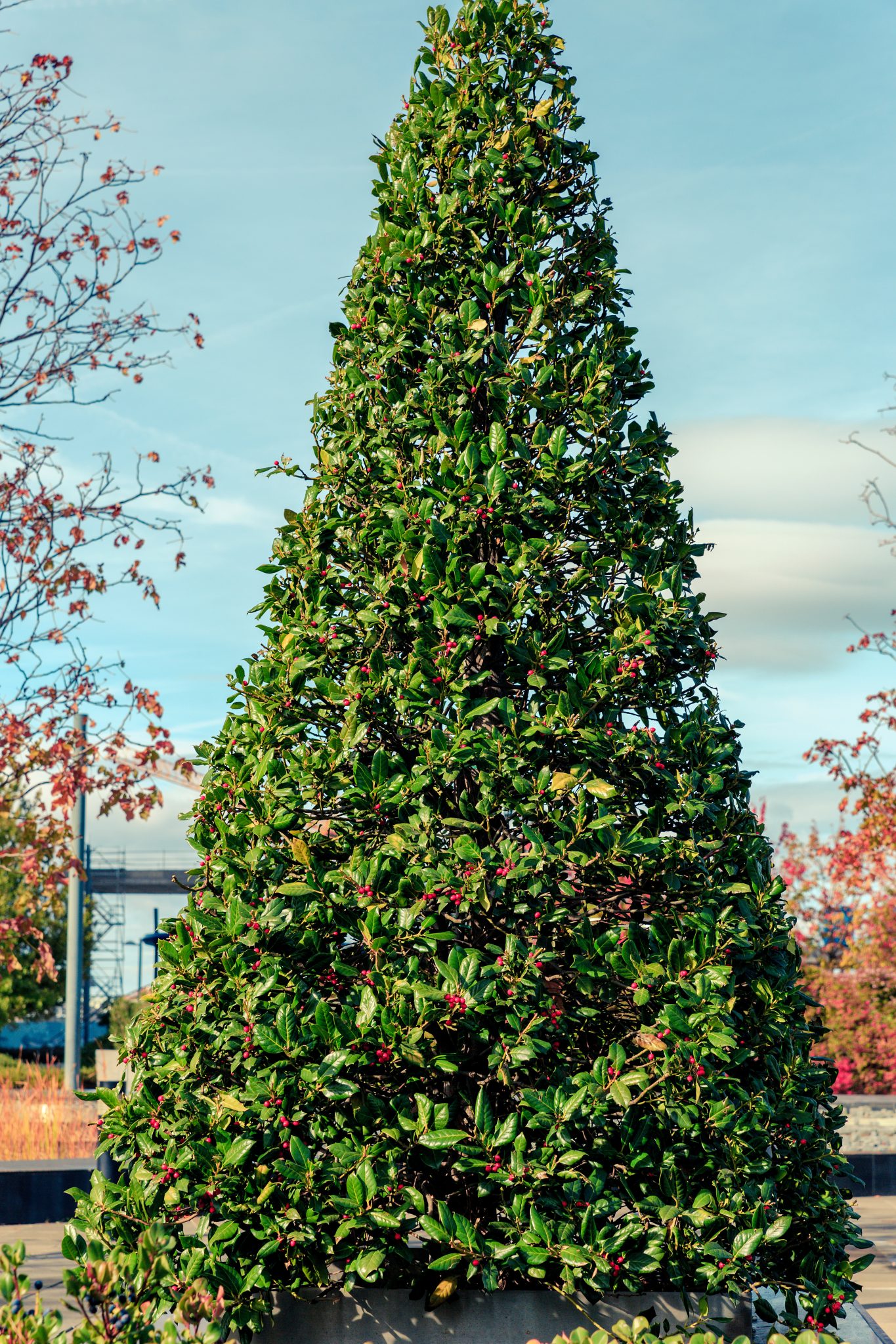 Hoilly Tree American Holly (Ilex opaca) - Prestige Tree Experts