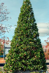 American Holly