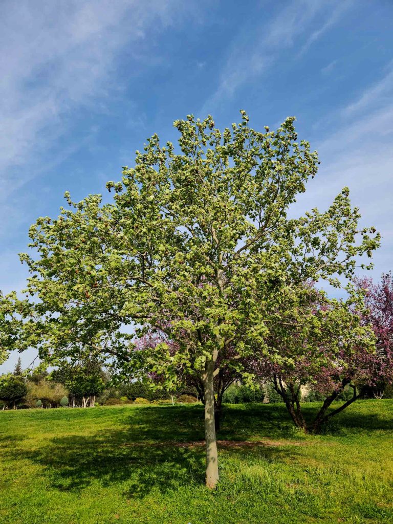 American Sycamore