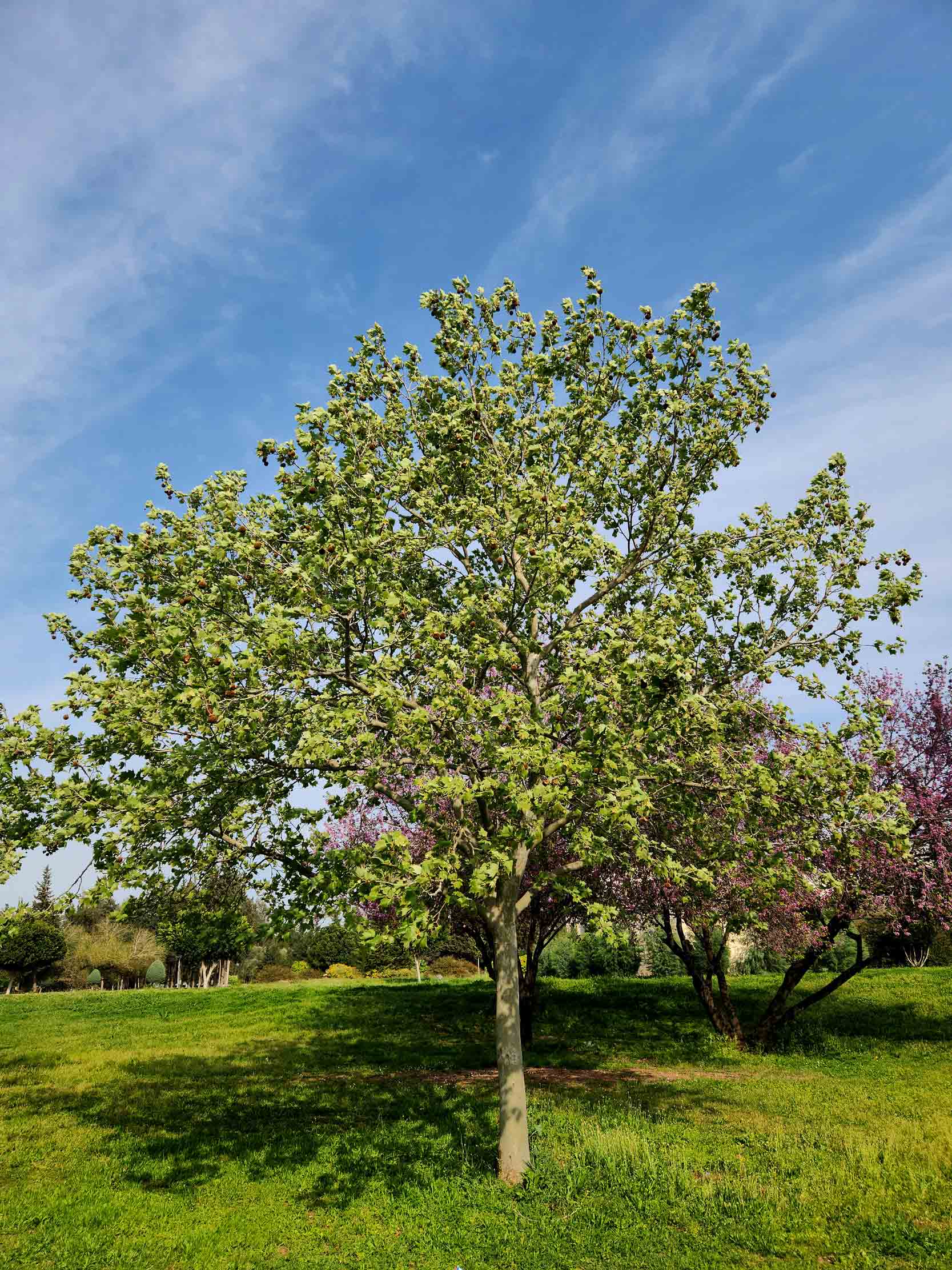 American Sycamore