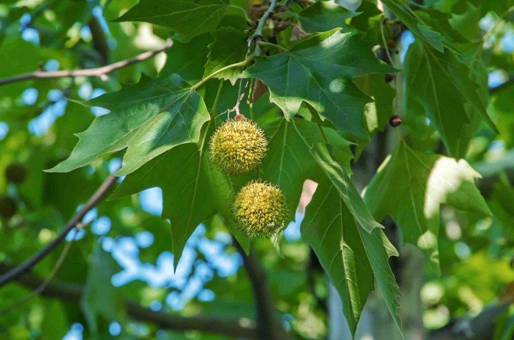 American Sycamore