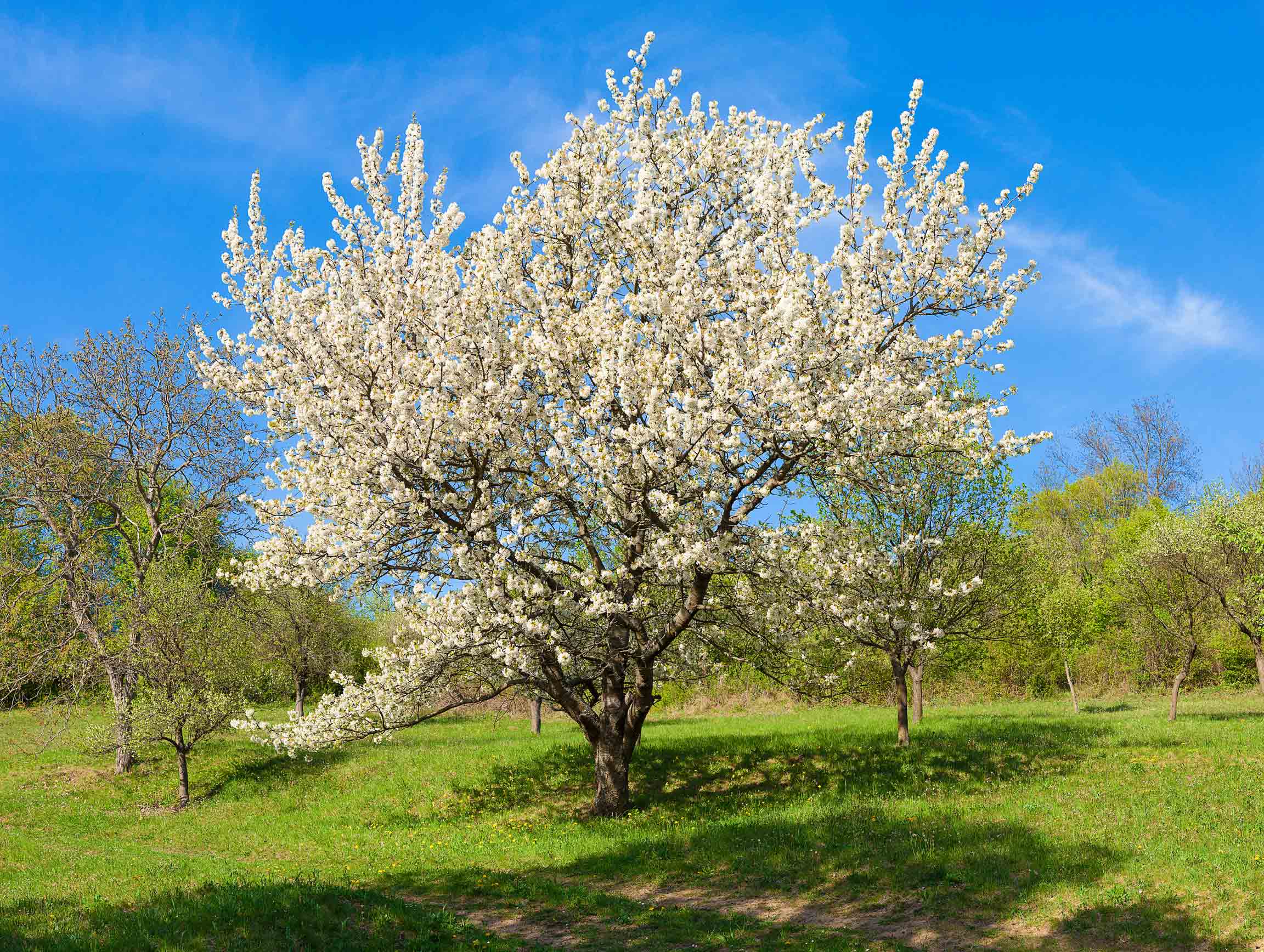 Black Cherry Tree