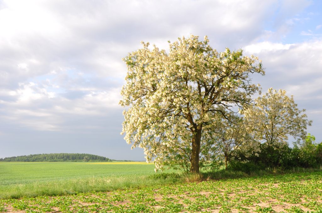 Black Locust